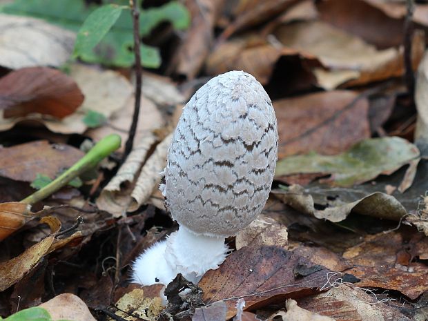 hnojník strakatý Coprinopsis picacea (Bull.) Redhead, Vilgalys & Moncalvo