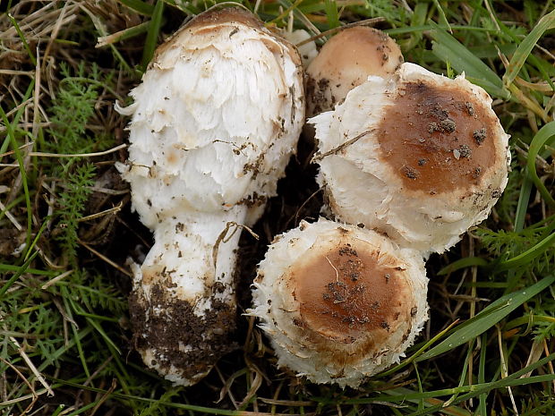 hnojník obyčajný Coprinus comatus (O.F. Müll.) Pers.