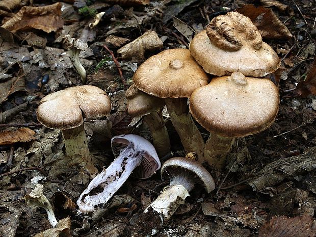 pavučinovec prstencový Cortinarius torvus (Fr.) Fr.