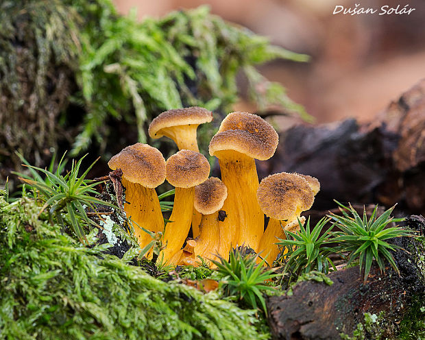 kuriatko lievikovité Craterellus tubaeformis (Fr.) Quél.