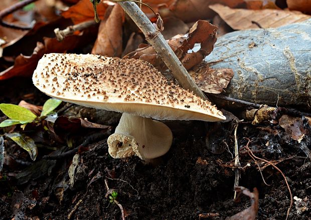 bedlička ostrošupinatá Echinoderma asperum (Pers.) Bon