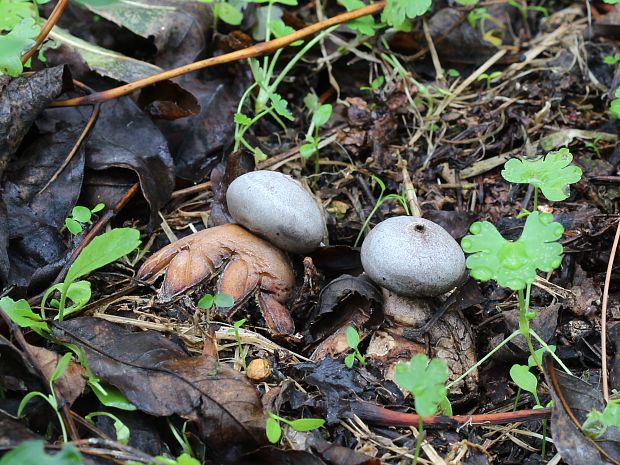 hviezdovka tmavá Geastrum coronatum Pers.