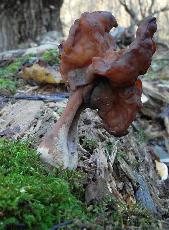 ušiak mitrovitý Gyromitra infula (Schaeff.) Quél.