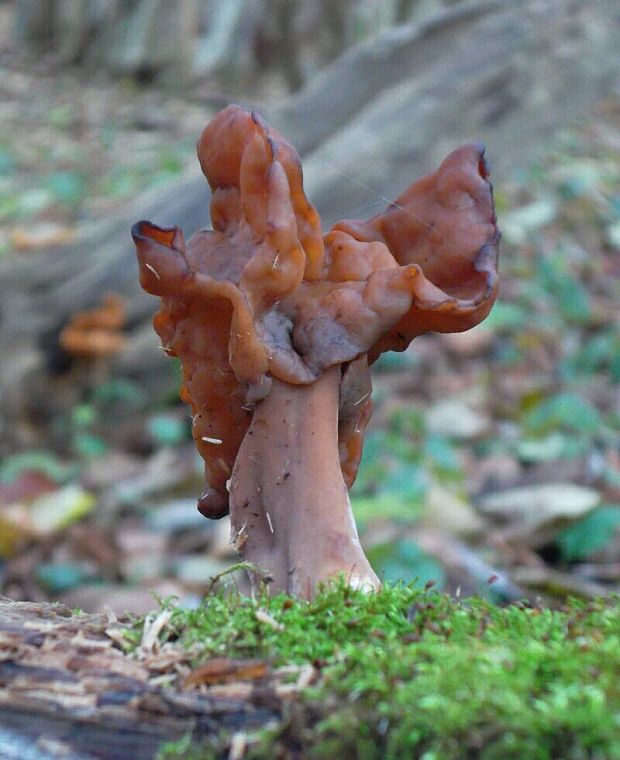 ušiak mitrovitý Gyromitra infula (Schaeff.) Quél.