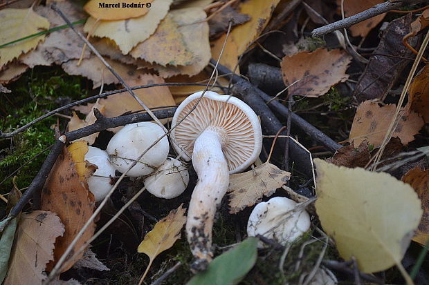 šťavnačka brezová Hygrophorus hedrychii (Velen.) K. Kult