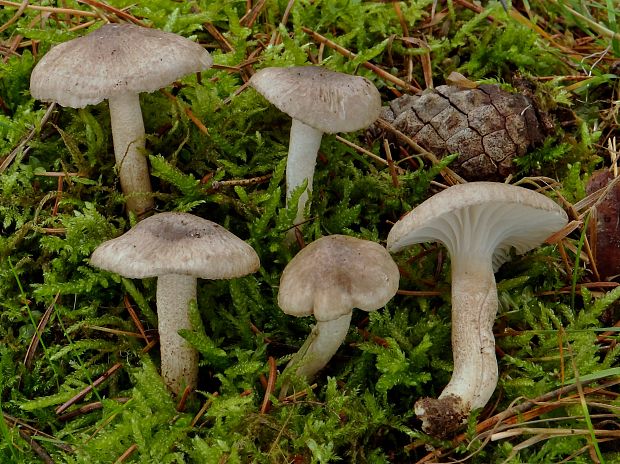 šťavnačka bodkovaná Hygrophorus pustulatus (Pers.) Fr.