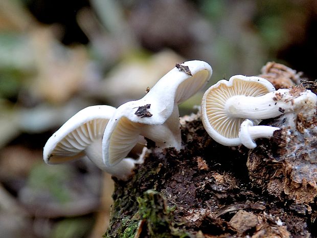 šťavnačka Hygrophorus sp.