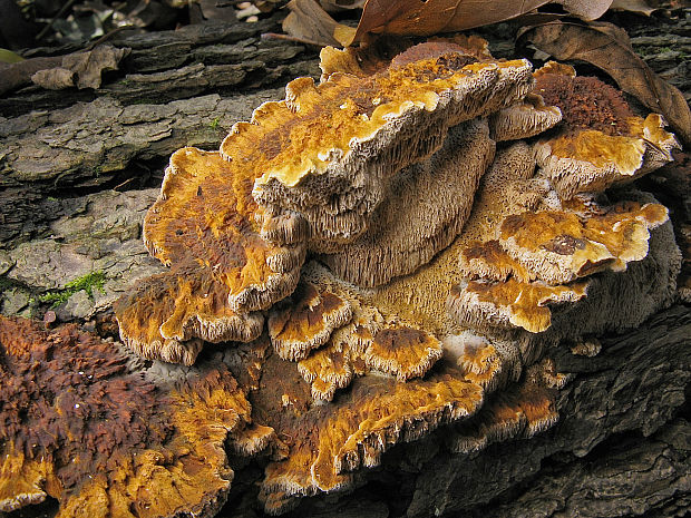 ryšavec lúčový Inonotus radiatus (Sowerby) P. Karst.