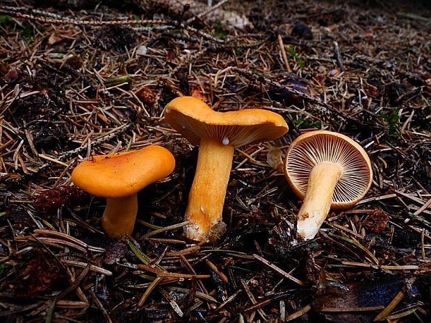 rýdzik pomarančový Lactarius aurantiacus (Pers.) Gray