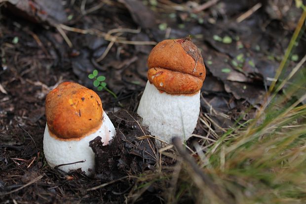 kozák osikový Leccinum albostipitatum den Bakker & Noordel.