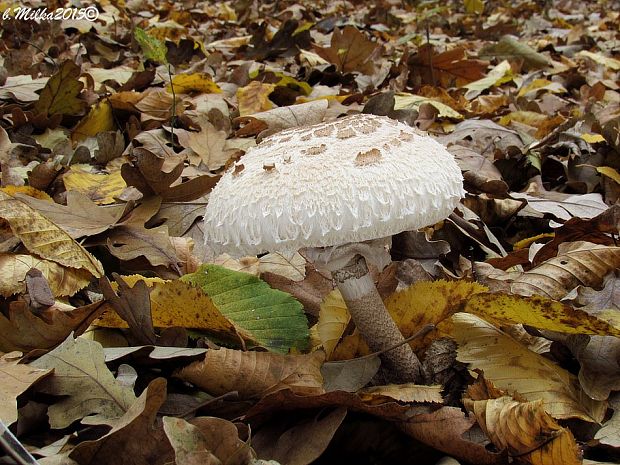 bedľa vysoká Macrolepiota procera (Scop.) Singer