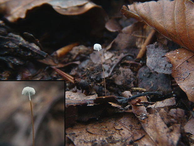 tanečnica listová Marasmius epiphyllus (Pers.) Fr.