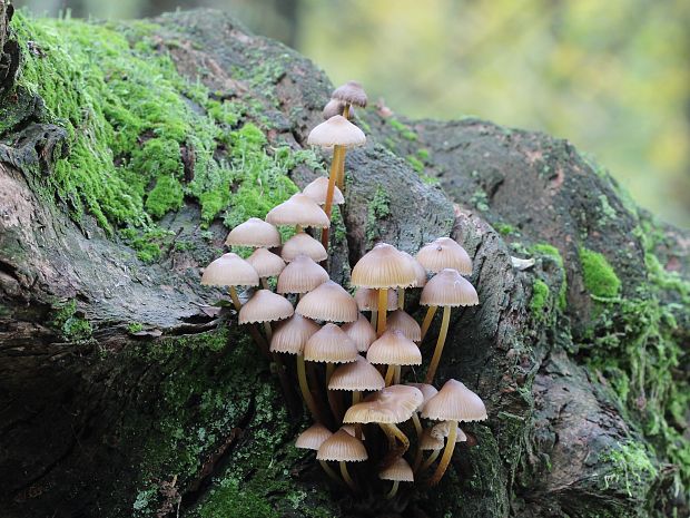 prilbička naklonená Mycena inclinata (Fr.) Quél.