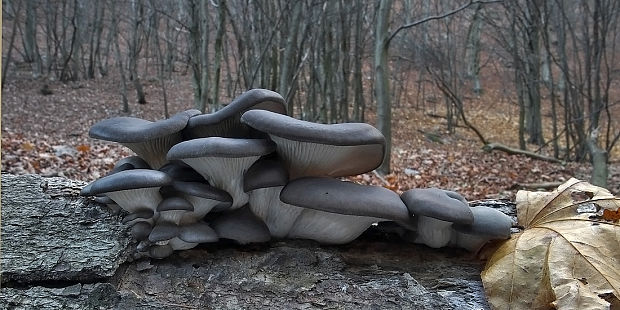 hliva ustricovitá Pleurotus ostreatus (Jacq.) P. Kumm.