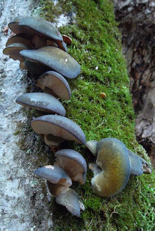 pňovka neskorá Sarcomyxa serotina (Pers.) P. Karst.