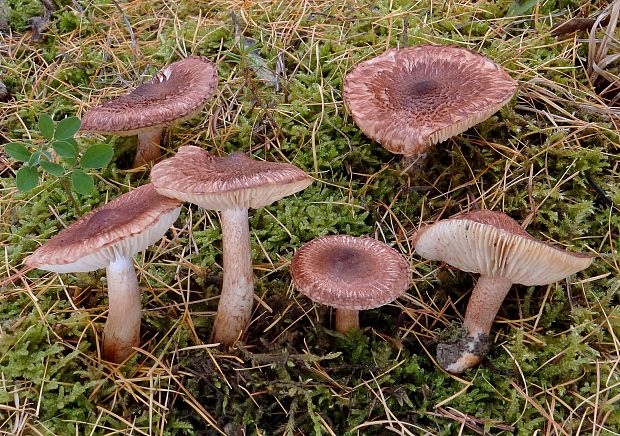 čírovka škridlicovitá Tricholoma vaccinum (Schaeff.) P. Kumm.