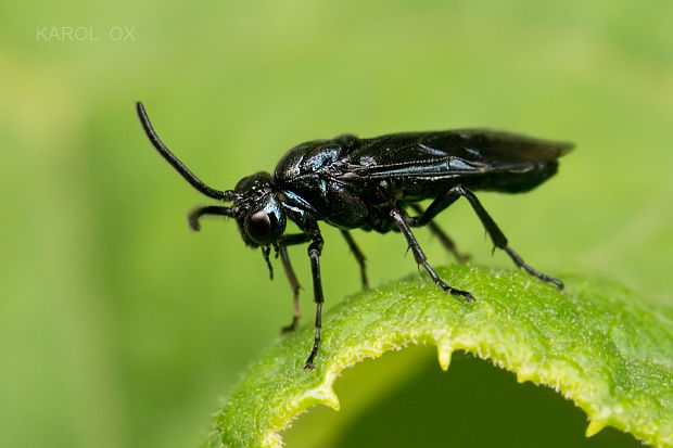 piliaročka Arge gracilicornis (cf.)