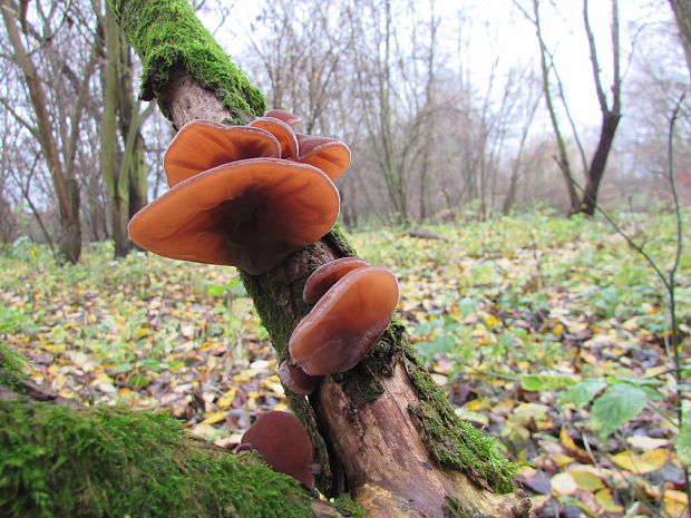 uchovec bazový Auricularia auricula-judae (Bull.) Quél.