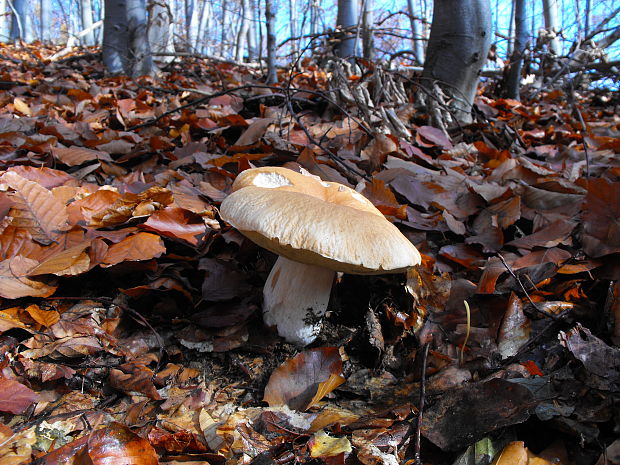 hríb smrekový Boletus edulis Bull.