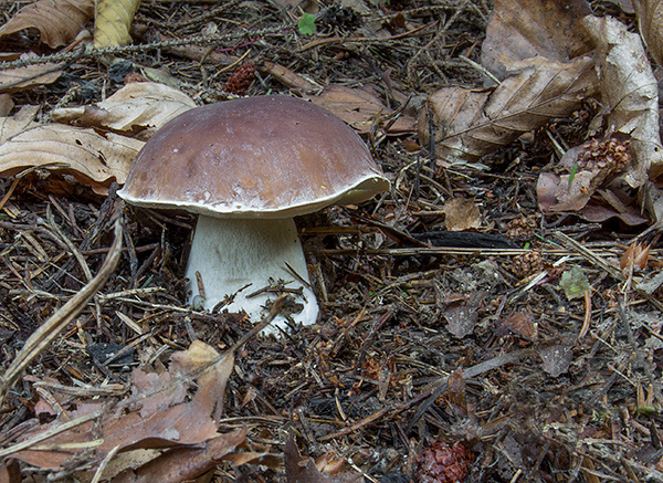 hríb smrekový Boletus edulis Bull.