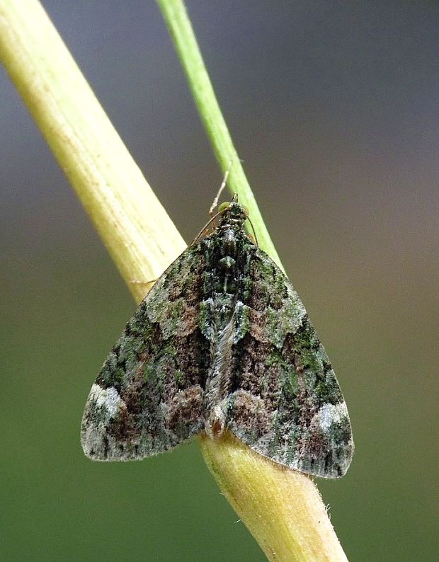 piadivka lipová Chloroclysta siterata