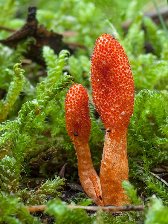 žezlovka hmyzová Cordyceps militaris (Fr.) Link