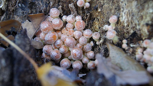 strapcovka tehlovočervená Hypholoma lateritium (Schaeff.) P. Kumm.