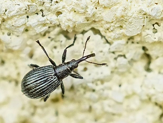 nosánik Ischnopterapion virens