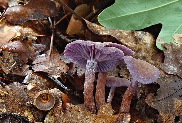 lakovka ametystová Laccaria amethystina (Huds.) Cooke