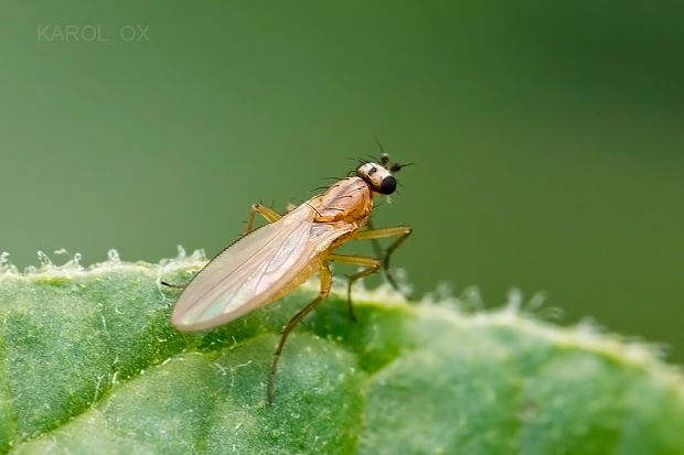 mušenka Lonchoptera bifurcata