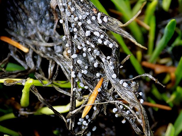 slizovka Myxomycetes