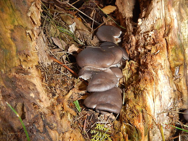 hliva ustricovitá Pleurotus columbinus Quél.