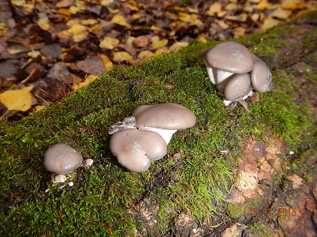 hliva ustricovitá Pleurotus ostreatus (Jacq.) P. Kumm.