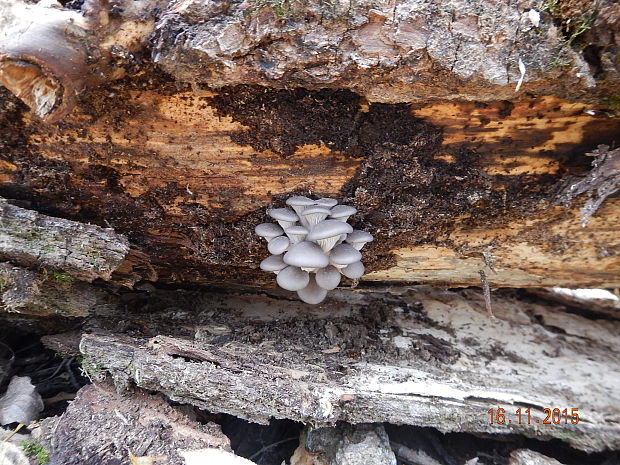 hliva ustricovitá Pleurotus ostreatus (Jacq.) P. Kumm.