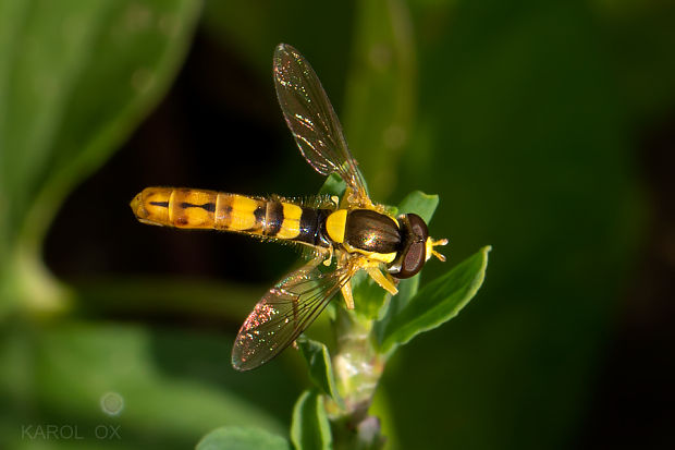 pestrica Sphaerophoria scripta