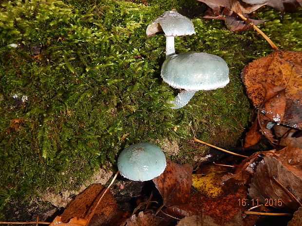 golierovka zelenomodrá Stropharia caerulea Kreisel