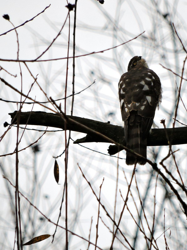 jastrab krahulec  Accipiter nisus