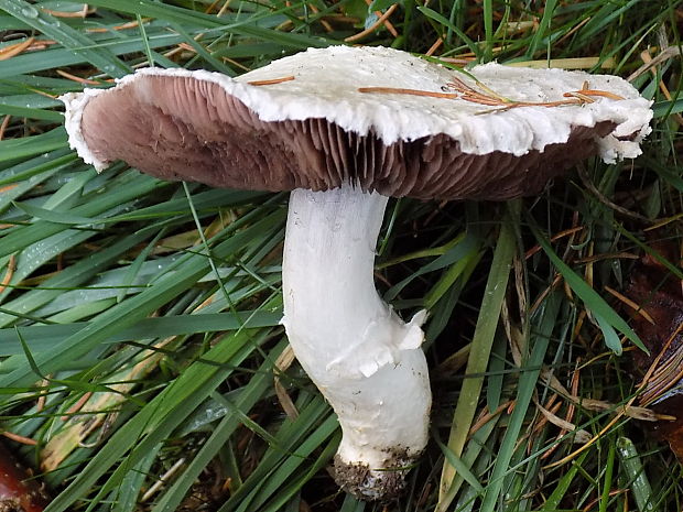 pečiarka Agaricus sp.