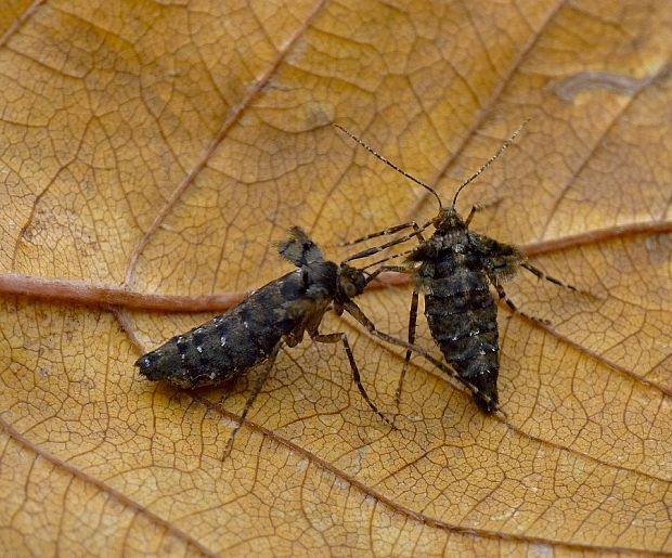 piadivka pomarančová Agriopis aurantiaria