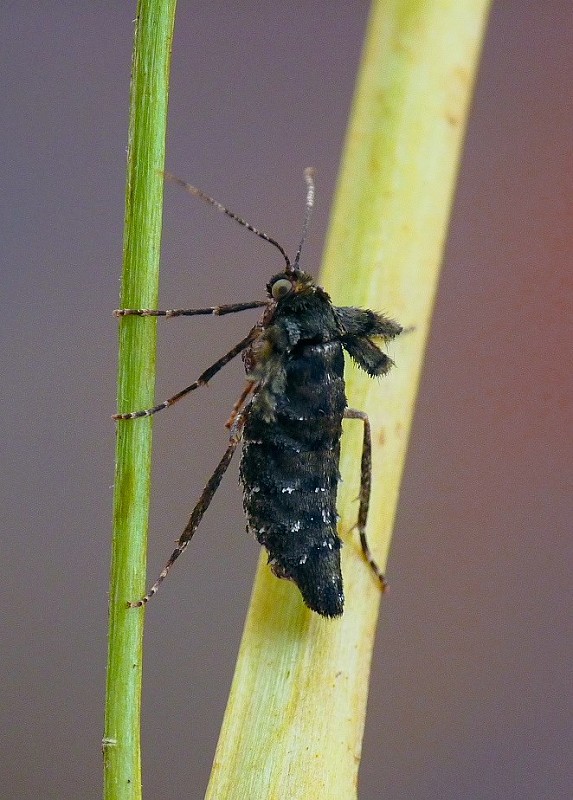 piadivka pomarančová Agriopis aurantiaria