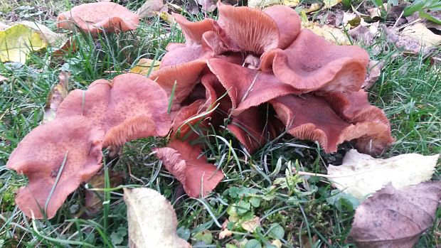 podpňovka Armillaria sp.