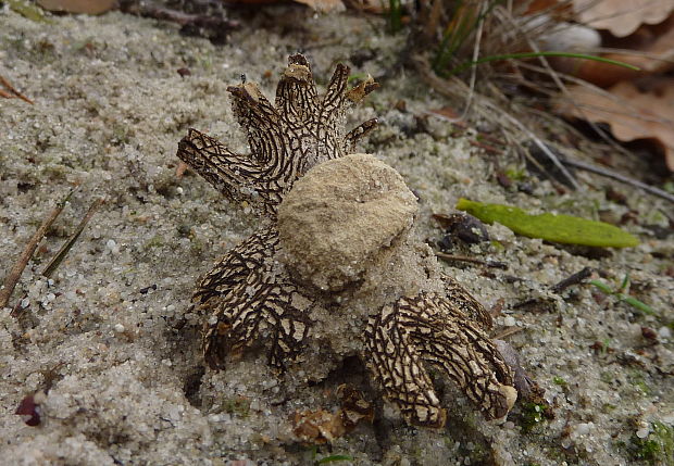 hviezdovec vlahojavný Astraeus cf.hygrometricus (Pers.) Morgan