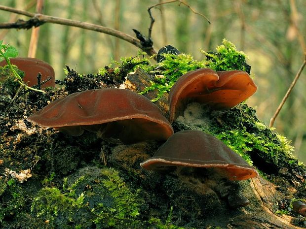 uchovec bazový Auricularia auricula-judae (Bull.) Quél.