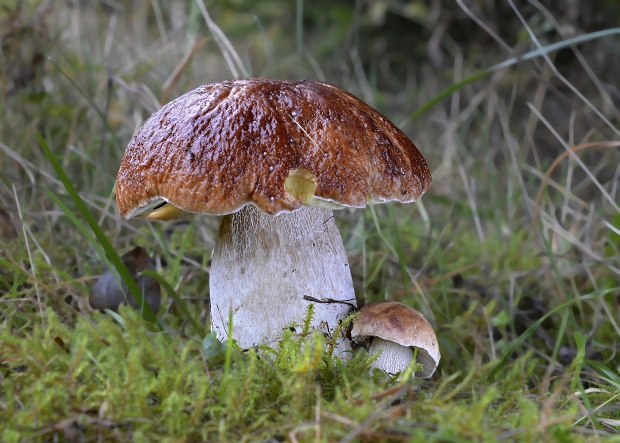 hríb smrekový Boletus edulis Bull.