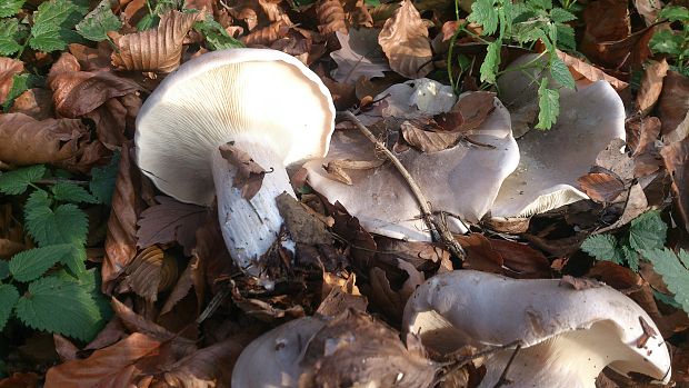 strmuľka inovaťová Clitocybe nebularis (Batsch) P. Kumm.