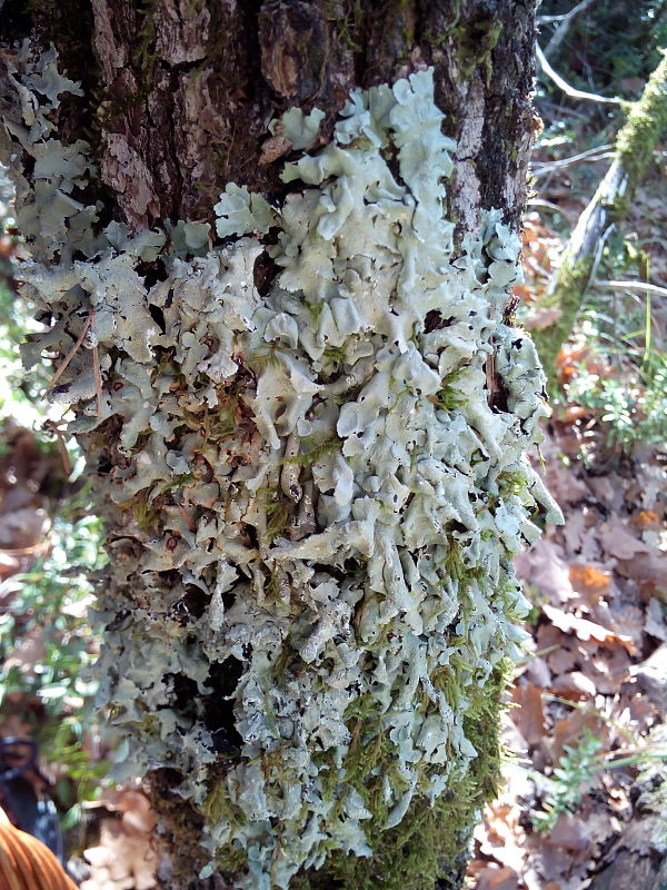 diskovka kučeravá Flavoparmelia caperata (L.) Hale