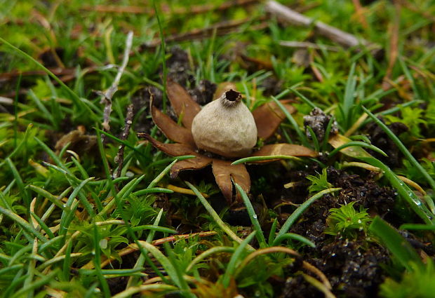 hviezdovka kvetovitá Geastrum cf.floriforme Vittad.