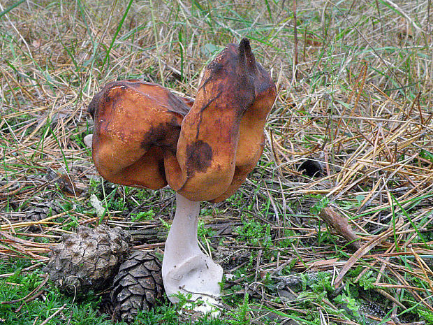 ušiak mitrovitý Gyromitra infula (Schaeff.) Quél.