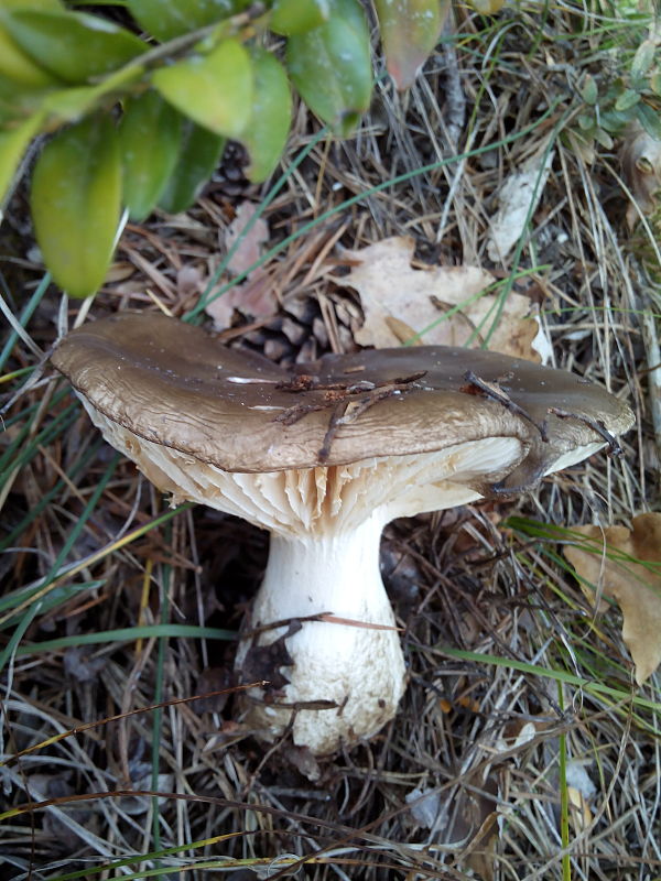 šťavnačka hnedobiela Hygrophorus latitabundus Britzelm.