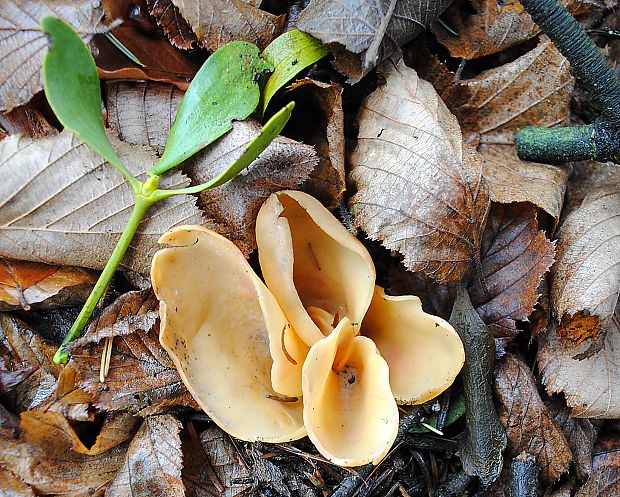 uško Otidea sp.